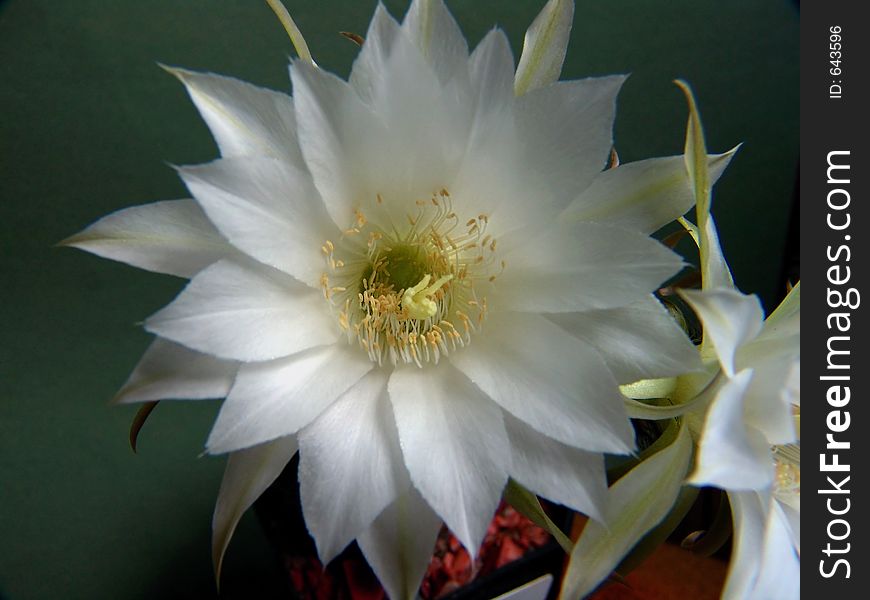 Blossoming Cactus Of Family Echinopsis.