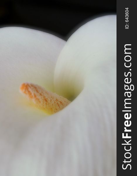 Soft petal of calla