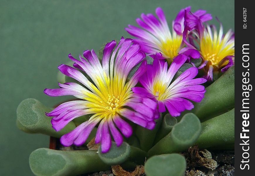 Blossoming Frithia pulchra.