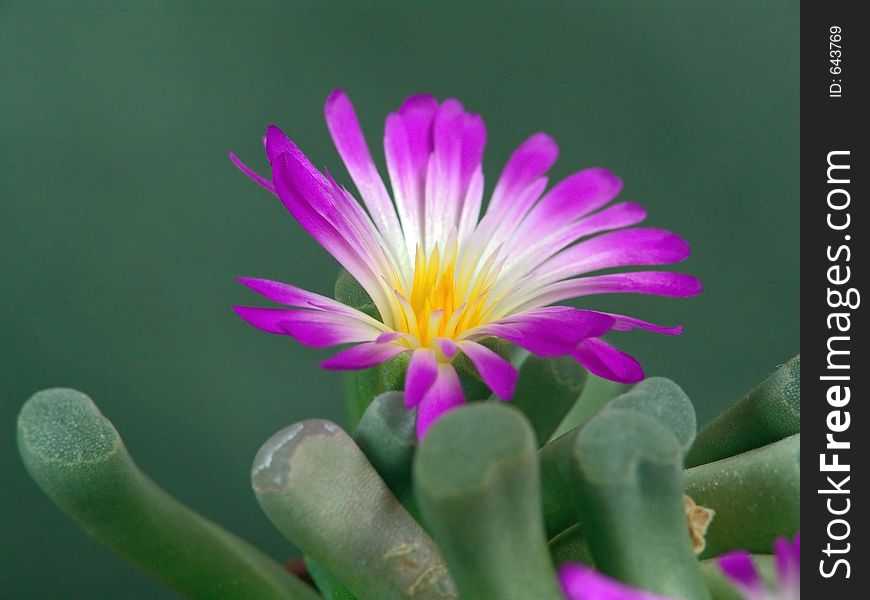 Blossoming Frithia Pulchra.