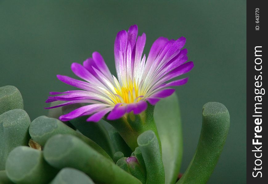 Blossoming Frithia Pulchra.