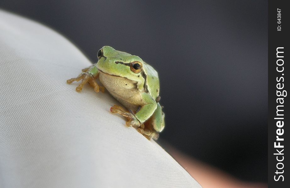 Greeny The Frog