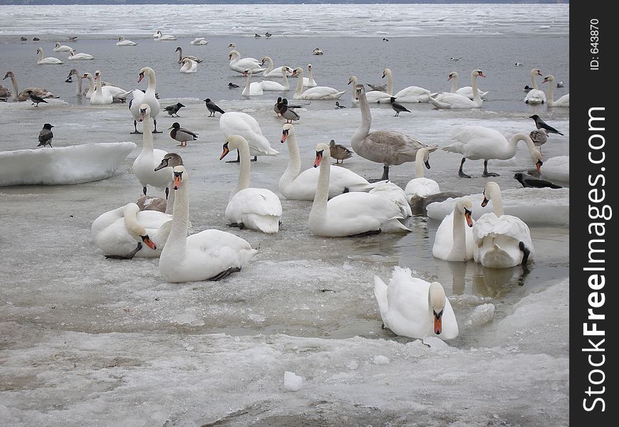 Swans together