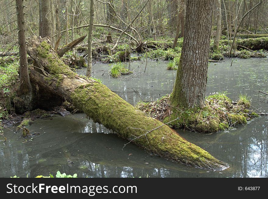 Early spring wet forest with open water. Early spring wet forest with open water