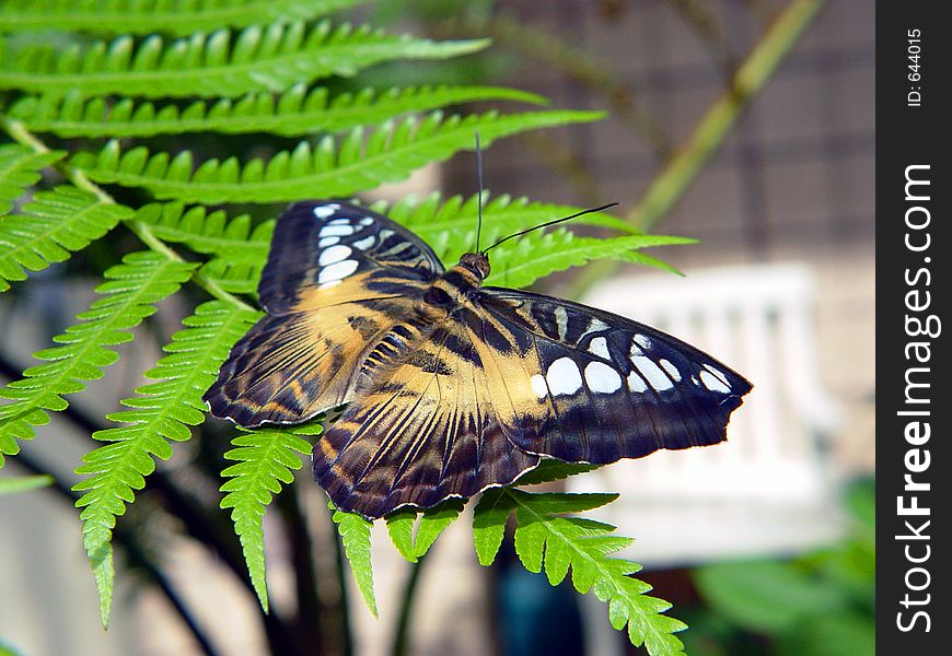 Butterfly on fern at a butterfly sanctuary