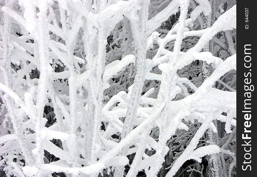 Frosted Branches