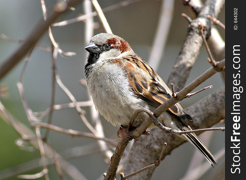 Sparrow In Tree