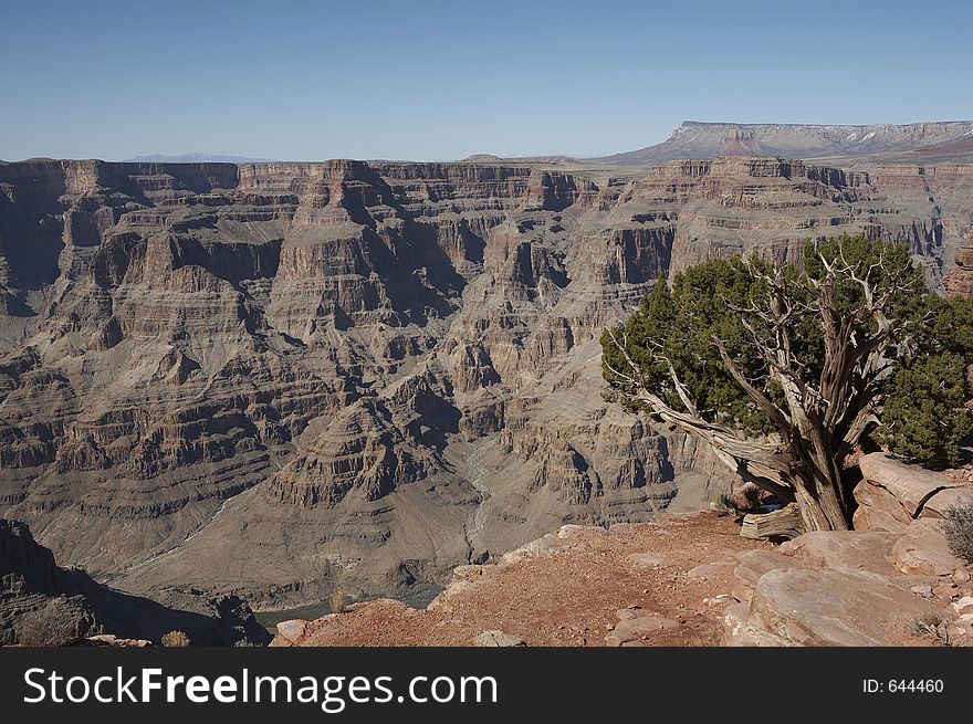 A lonely tre on the edge of the grand canyon. A lonely tre on the edge of the grand canyon