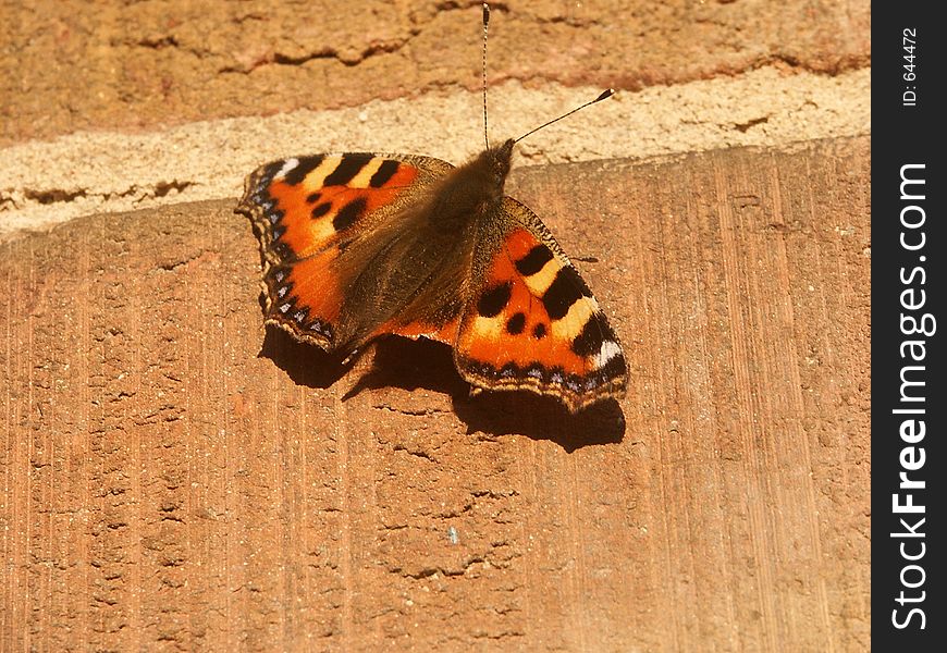Butterfly sitting resting on a brick wall. Butterfly sitting resting on a brick wall