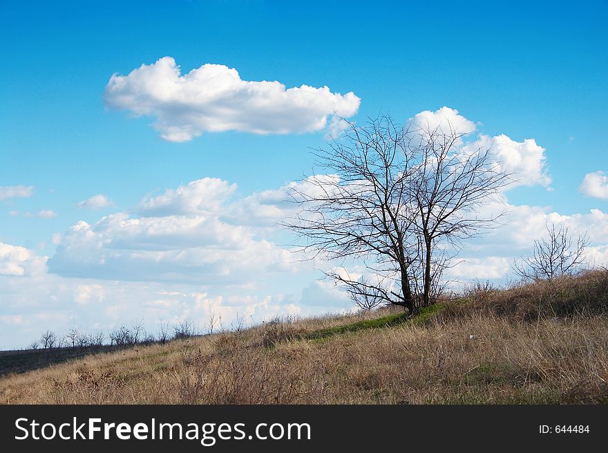 Tree on the field, blue sky and clouds