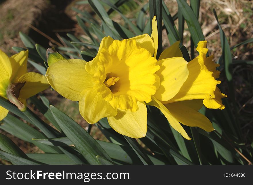 A yellow Daffodil