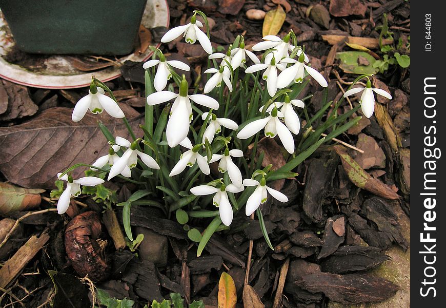 Clump of snowdrops growing in the garden