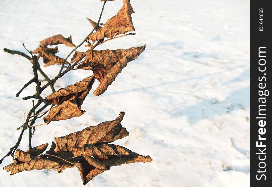 Little branch with dead leaves