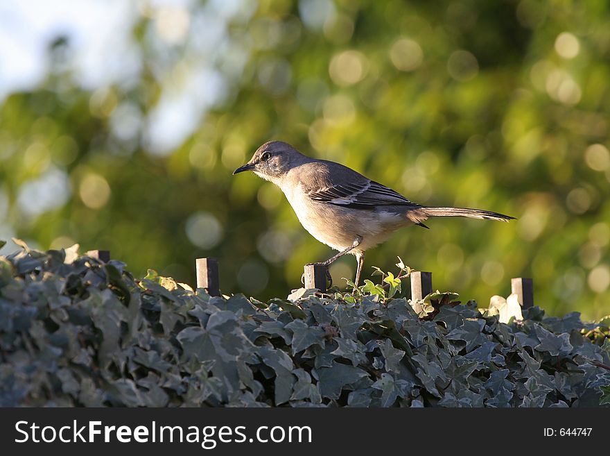 Northern Mockingbird