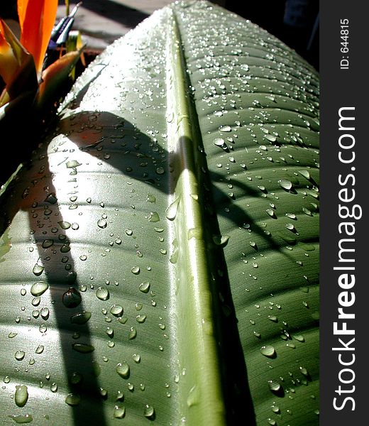 A banana leaf. A banana leaf