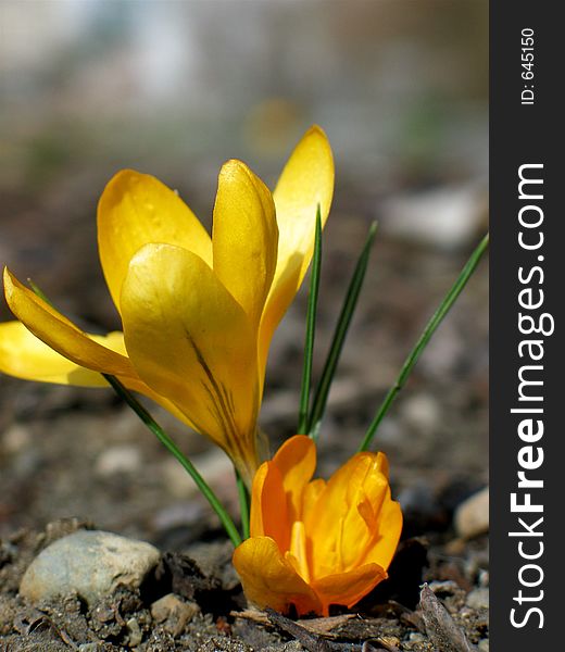 A yellow crocus. A yellow crocus