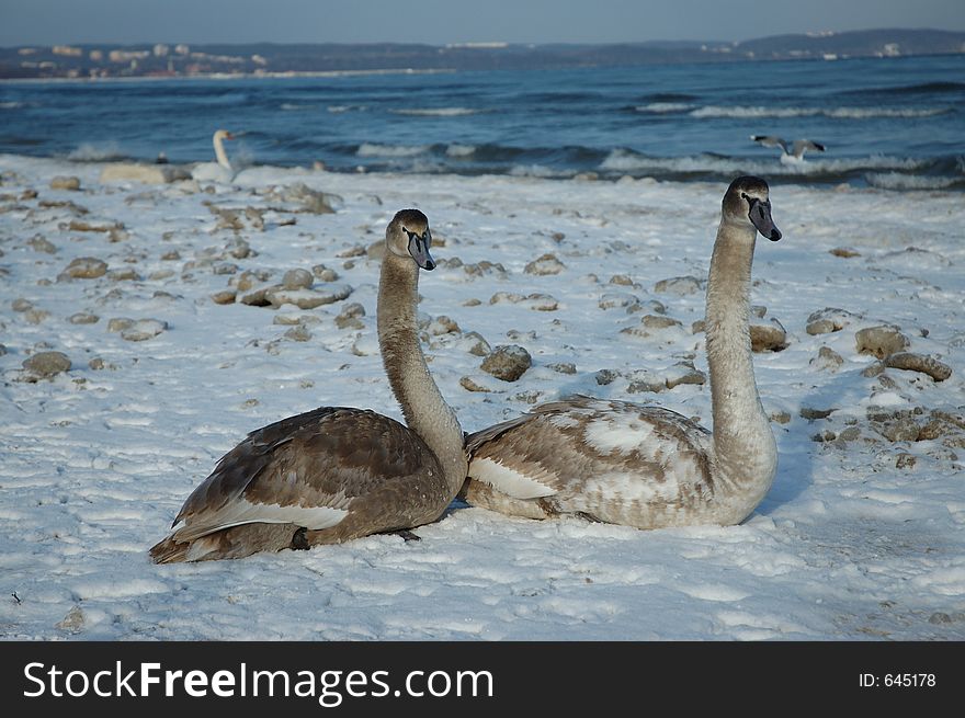 Two swans on the snowy beach in Poland/Central Europe/Baltic Sea. Two swans on the snowy beach in Poland/Central Europe/Baltic Sea