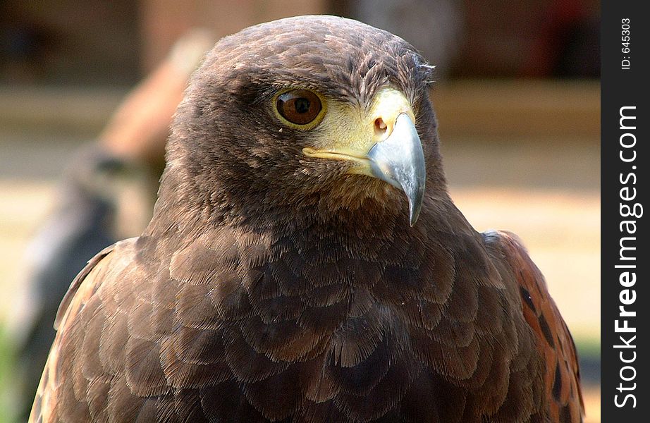 Close up of red tailed hawk.