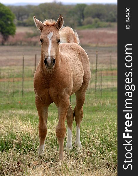 Palomino colt with white stockings standing in green grass, fence, pasture and trees in background, blonde tail held high, white marking on face. Palomino colt with white stockings standing in green grass, fence, pasture and trees in background, blonde tail held high, white marking on face