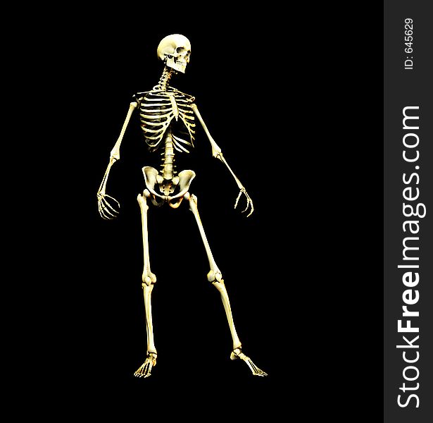 This is an skeleton in a standing pose. This is an skeleton in a standing pose.