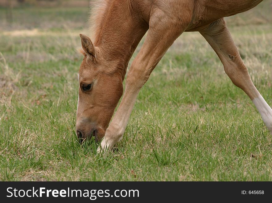 Grazing Palomino Colt