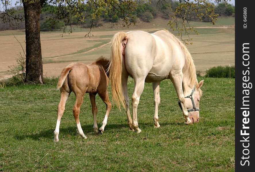Mare and Foal Grazing