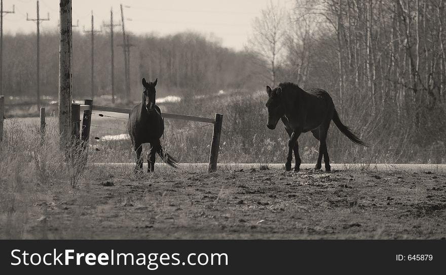 Two horses standing in a field. Two horses standing in a field