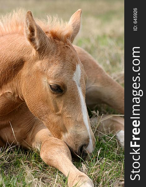Golden palomino foal lying in green grass with leg outstretched, resting head on leg, drowsing in spring sunshine. Golden palomino foal lying in green grass with leg outstretched, resting head on leg, drowsing in spring sunshine.