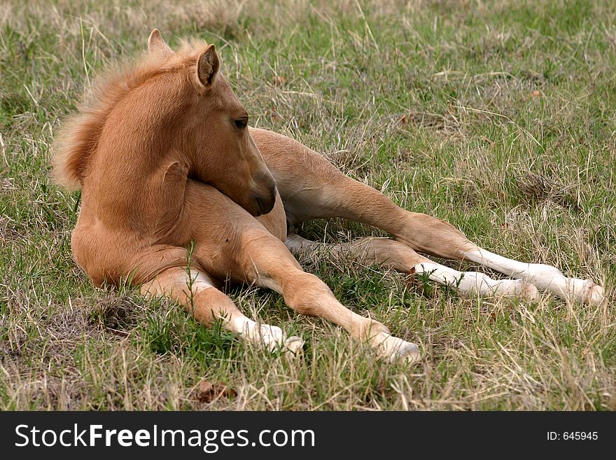 Golden palomino foal with legs outstretched in green grass, spring sunshine, resting head on his side. Golden palomino foal with legs outstretched in green grass, spring sunshine, resting head on his side.