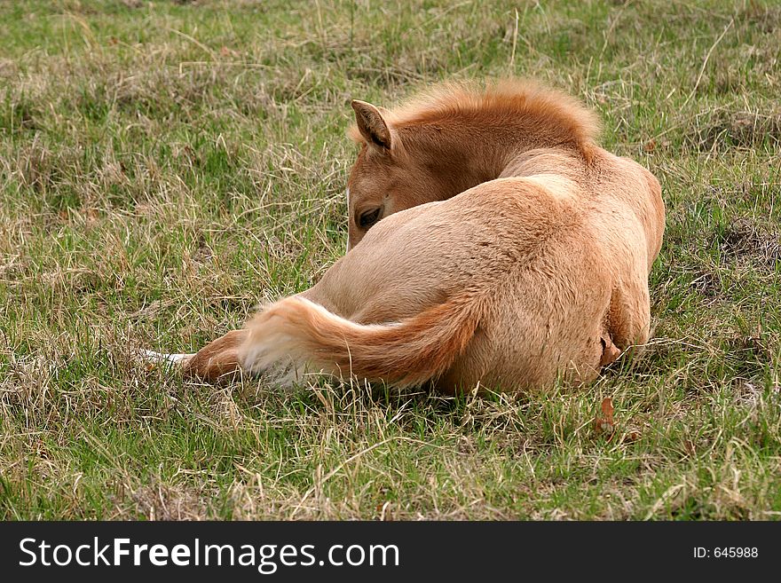 Rear view of sleeping palomino foal, lying in green grass, spring, sunshine.