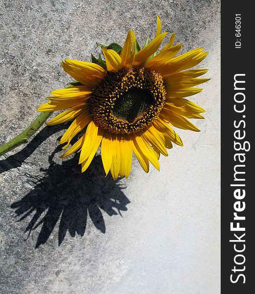 Detail of Sunflower in grunge background. Detail of Sunflower in grunge background