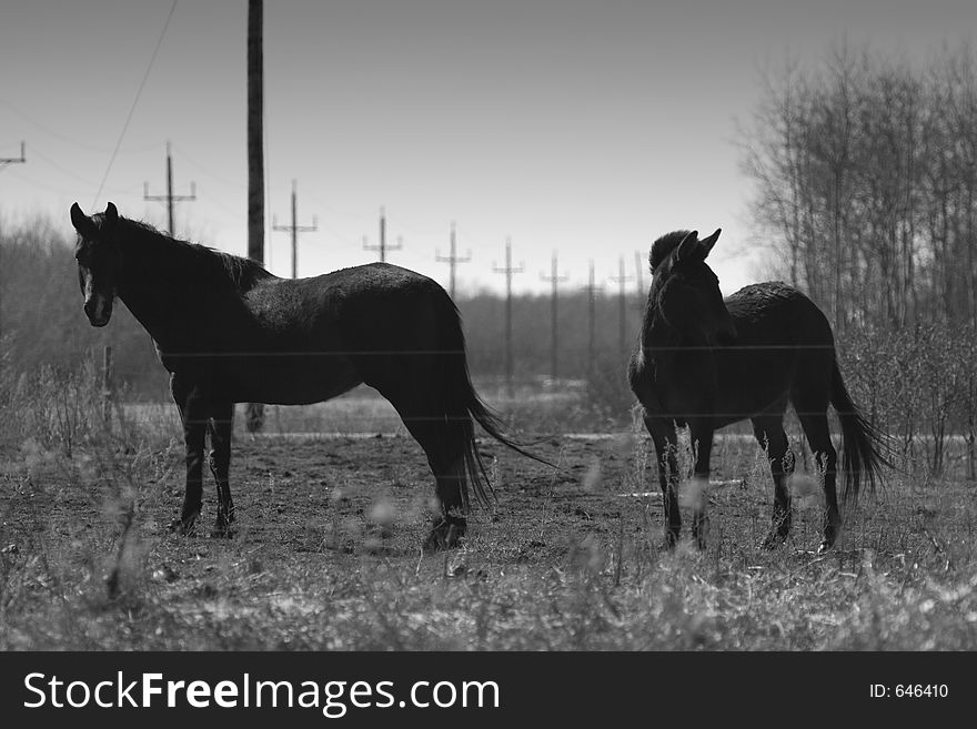 Two horses in a field. Two horses in a field