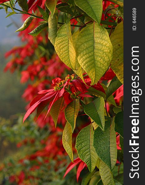 Flowers on a tree in Nepal