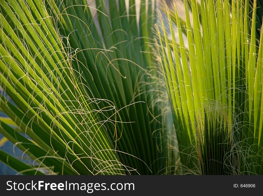 Leaves of a palm tree in the sunlight. Leaves of a palm tree in the sunlight