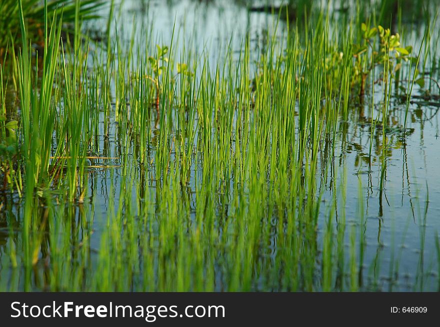 Swampy wet land with grass growing in water. Swampy wet land with grass growing in water