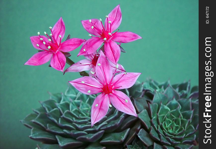 Blossoming Graptopetalum Bellum.