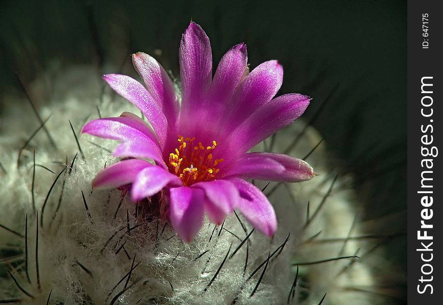 Blossoming Cactus Gymnocactus Viereckii.