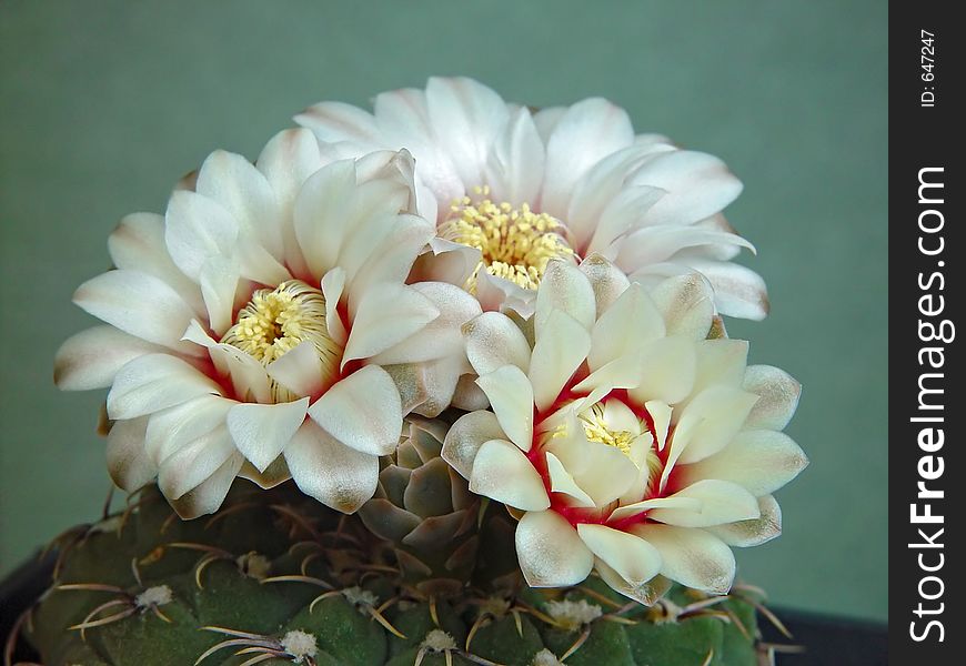 Blossoming Cactus Gymnocalicium Quehlianum.