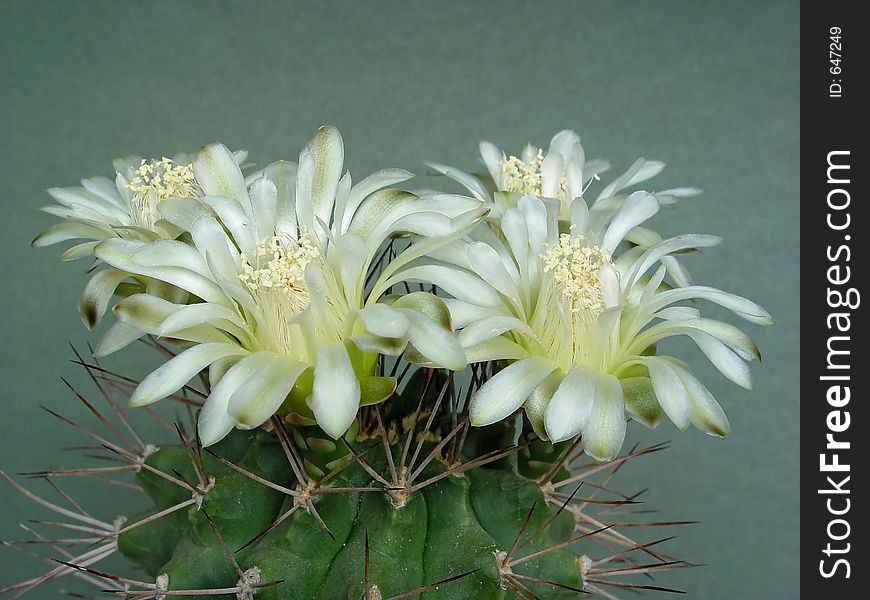 Blossoming Cactus Of Family Gymnocalicium.