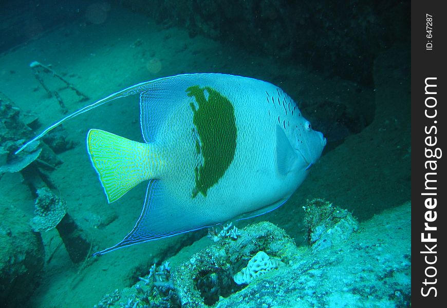 Beautiful arabian angelfish hiding in a wreck in the Red Sea