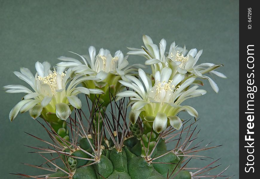 Blossoming Cactus Of Family Gymnocalicium.