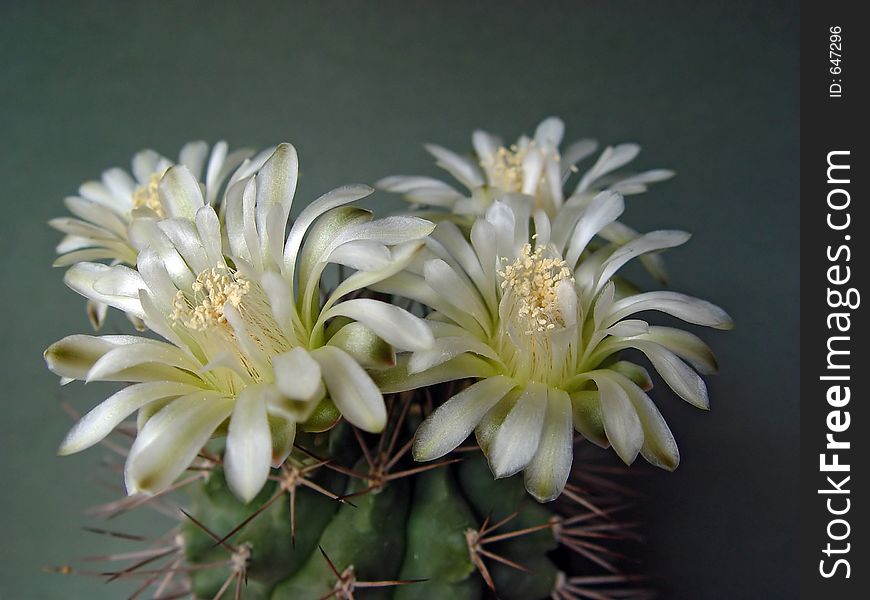 Blossoming Cactus Of Family Gymnocalicium.