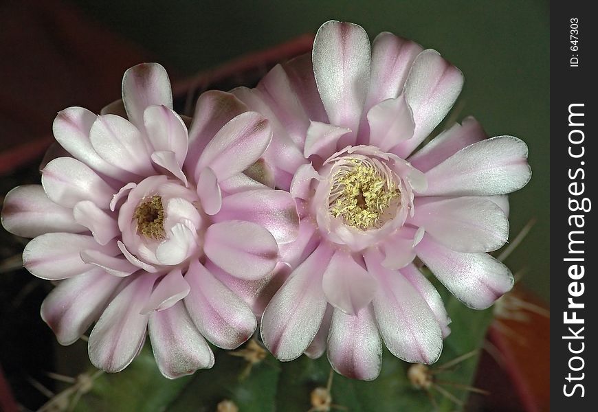 Blossoming cactus of family Gymnocalicium.