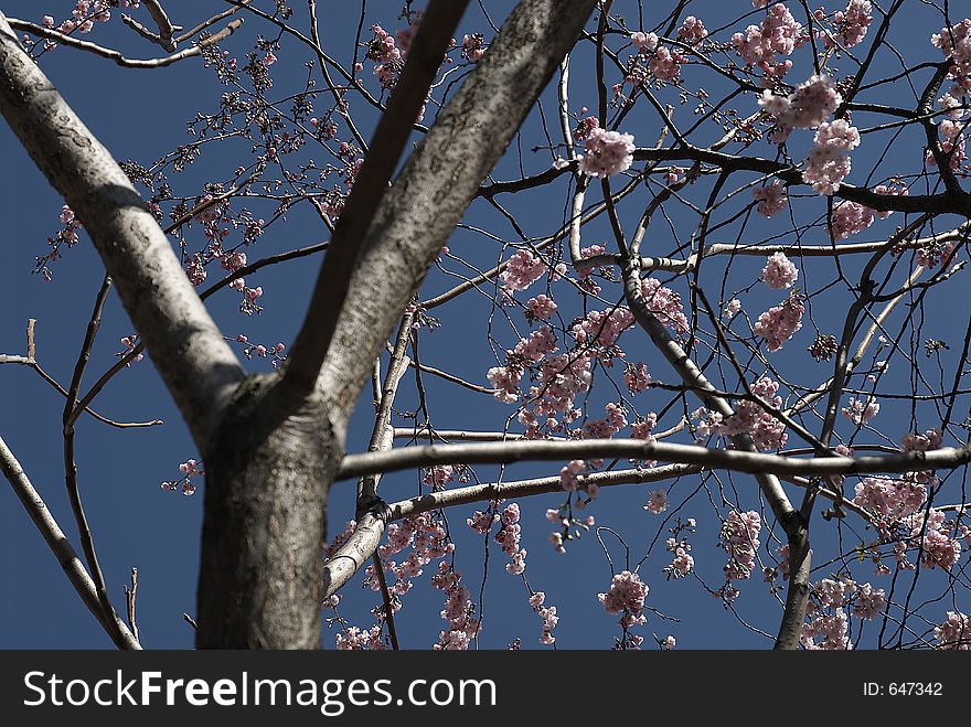 Blossoms on a tree in spring. Blossoms on a tree in spring