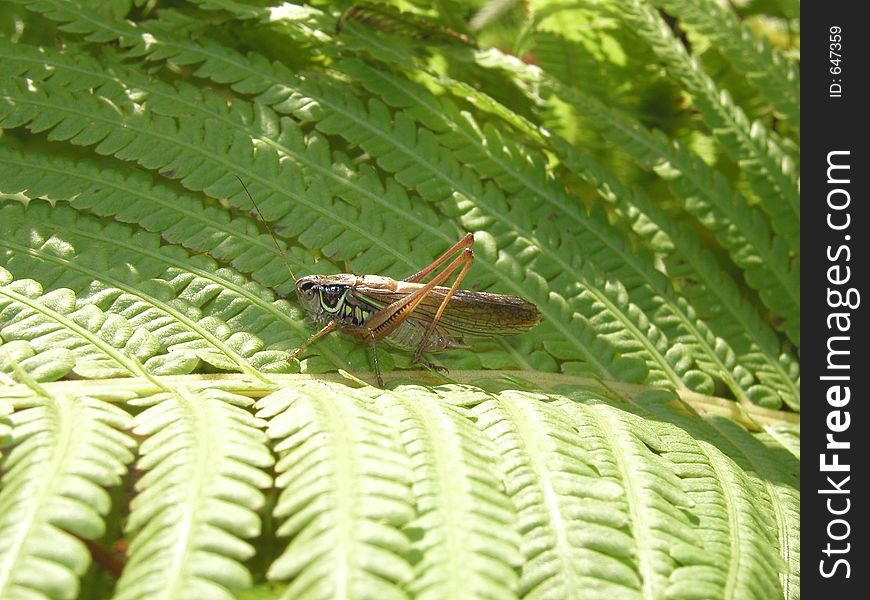 Grasshopper on the fern