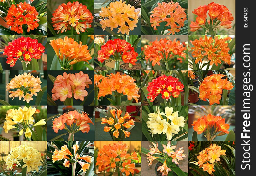 Gallery Of Clivias