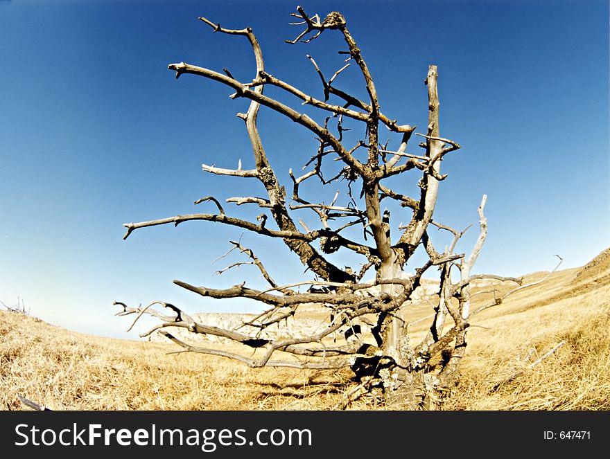 Summer landscape with alone dry tree. Krimea. Summer landscape with alone dry tree. Krimea