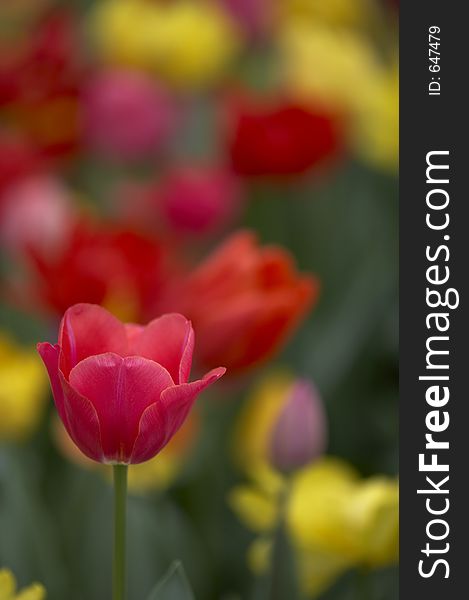 A bright pink tulip amongst a mass of colours. A bright pink tulip amongst a mass of colours