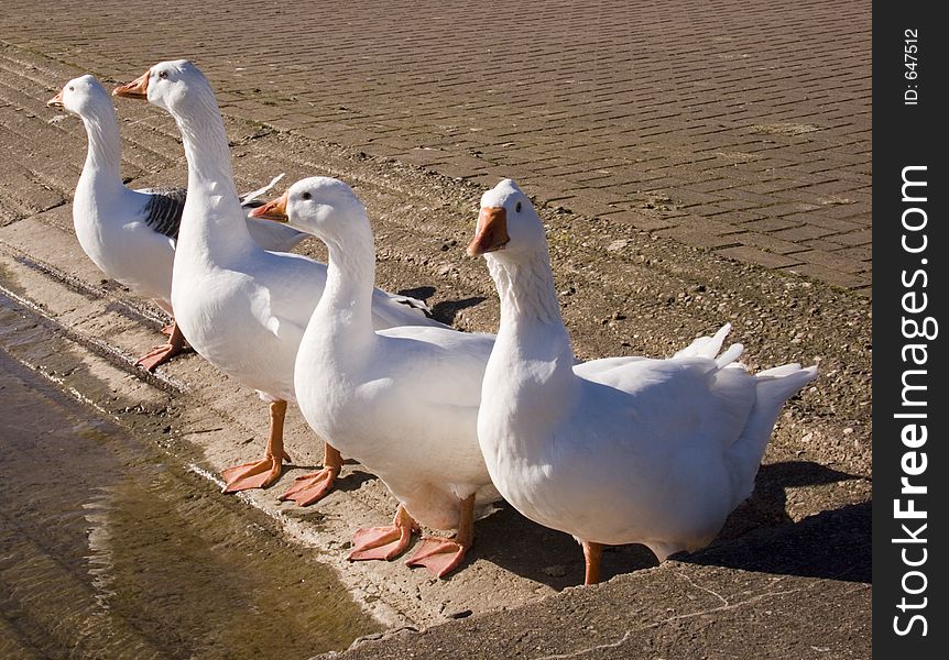 Geese standing at the edge of a lake in early spring.