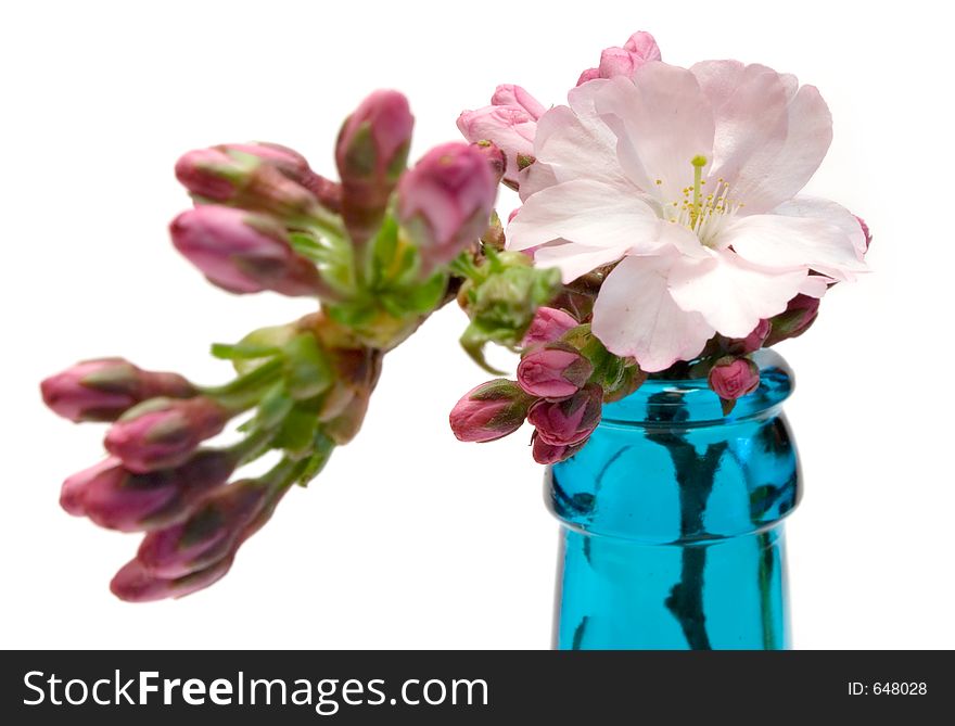 Front view on a blooming branch in a vase. Isolated on white. Shallow depth of field. Focus on bloom and bottle neck. Front view on a blooming branch in a vase. Isolated on white. Shallow depth of field. Focus on bloom and bottle neck.